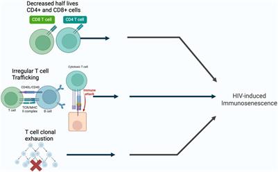 TB and HIV induced immunosenescence: where do vaccines play a role?